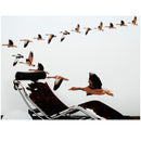 Smartdeco Removable & Repositionable Decorative Large Wall DeCal Stickers - Wild Ducks