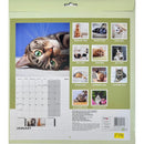 NEW IG Design 2026 Square Wall Calendar with Pictures - Cats