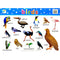 CampAp Laminated Educational Poster 48x36cm Birds