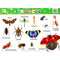 لوحة ايضاح تعليمية مصورة ملونة و مجلدة ٤٨×٣٦ سم - الحشرات 