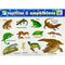 CampAp Laminated Educational Poster 48x36cm Reptiles & Amphibians