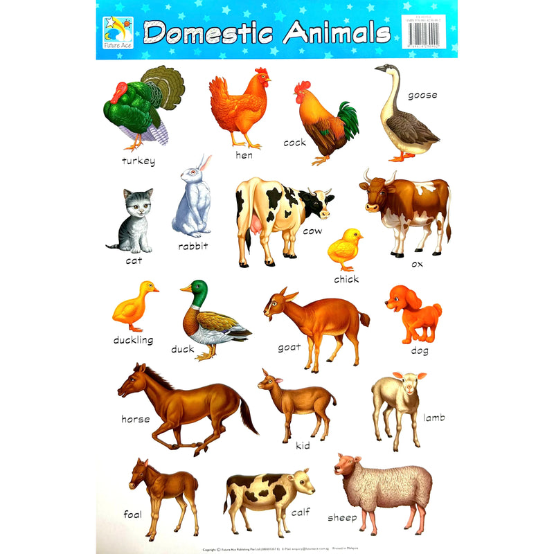 CampAp Laminated Educational Poster 74x50 Domestic Animals