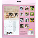 NEW IG Design 2025 Square Wall Calendar with Pictures -  Dogs