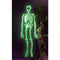 Glow-in-The-Dark Laboratory Skeleton